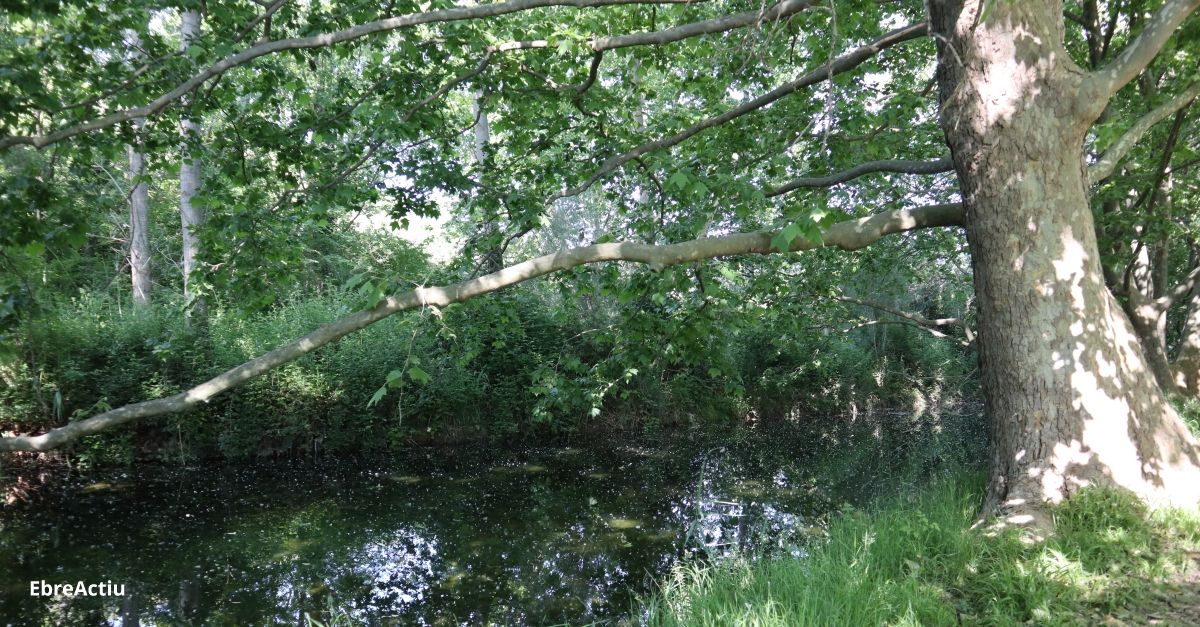 Nous trams oberts al cam fluvial del riu Snia | EbreActiu.cat, revista digital d’oci actiu | Terres de l’Ebre ...