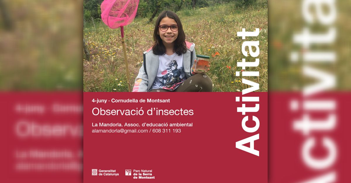 Observacin de insectos