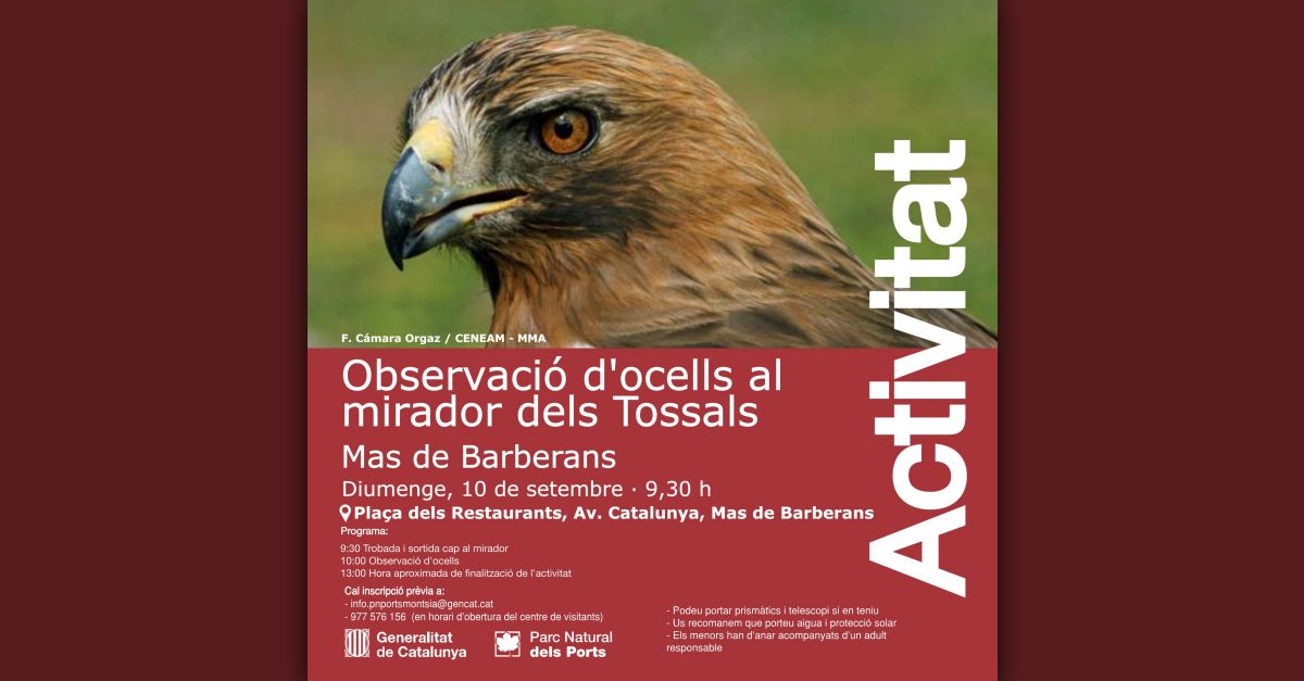 Observaci docells al mirador dels Tossals