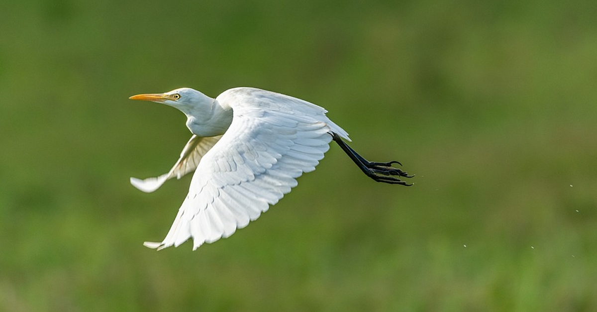 MnNatura Delta: Locell que ha perdut la memria