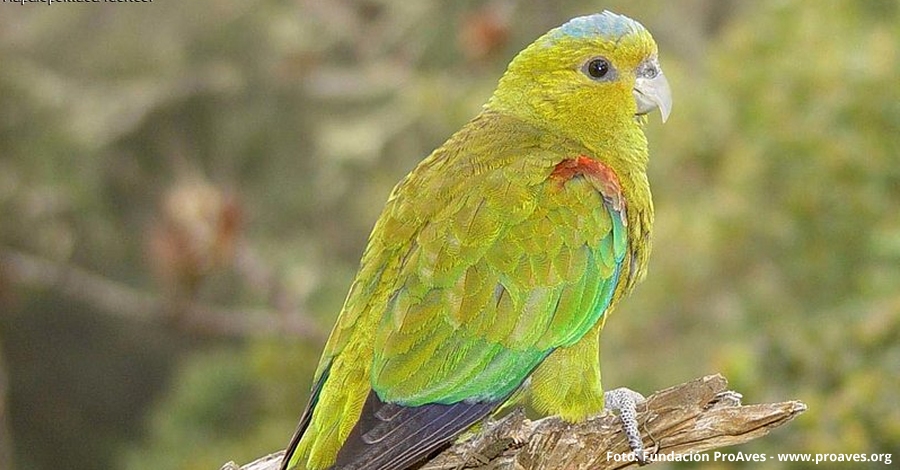 Las aves de Colombia seran protagonistas en el Delta Birding Festival | EbreActiu.cat, revista digital de ocio activo | Terres de l’Ebre...