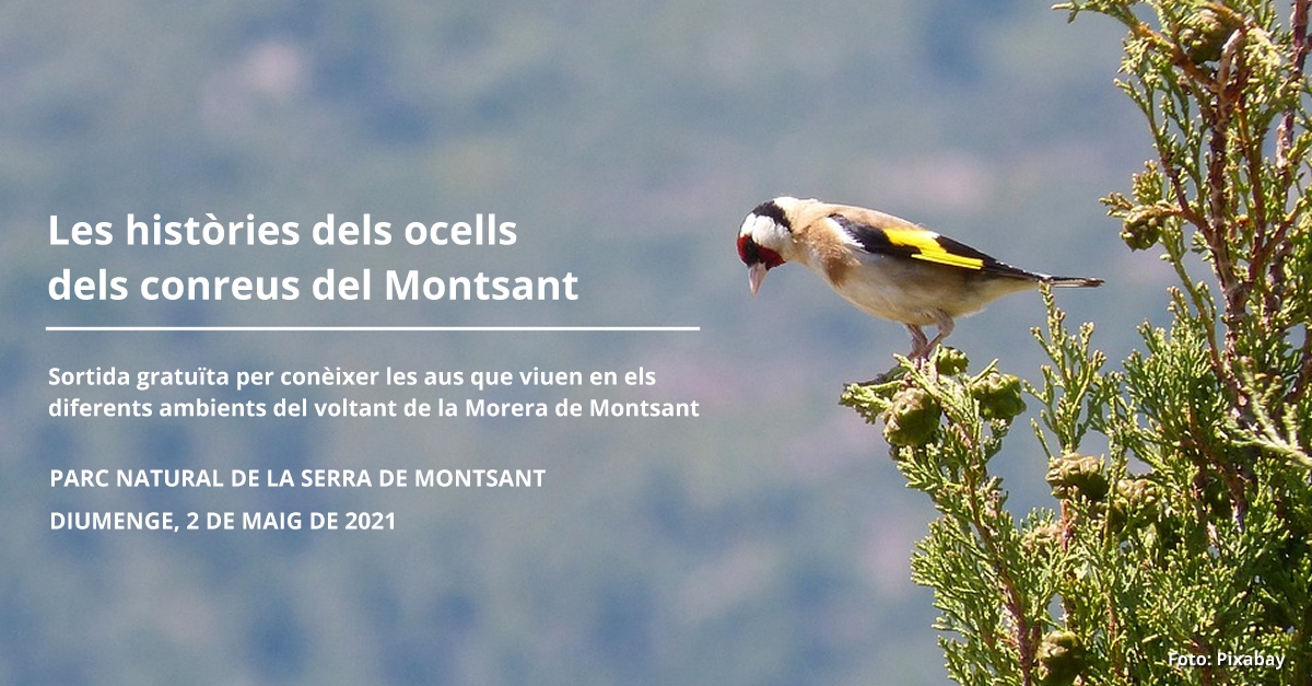 Les histries dels ocells dels conreus del Montsant