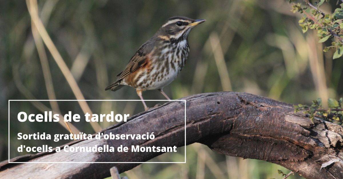 Salida gratuita de observacin de pjaros en Cornudella de Montsant