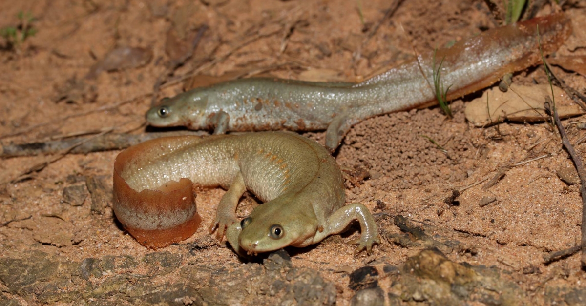 Es rehabiliten les basses dels antics camins ramaders del Perell per millorar la conservaci i la recuperaci de l’ofegabous | EbreActiu.cat, revista digital d’oci actiu | Terres de l’Ebre ...