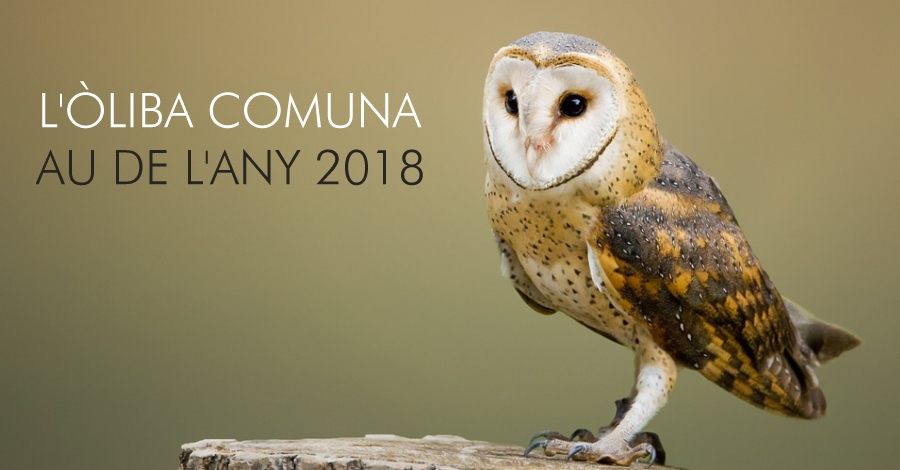 Natura | L’liba comuna s el Au de l’Any 2018 | EbreActiu.cat, revista digital d’oci actiu | Terres de l’Ebre ...