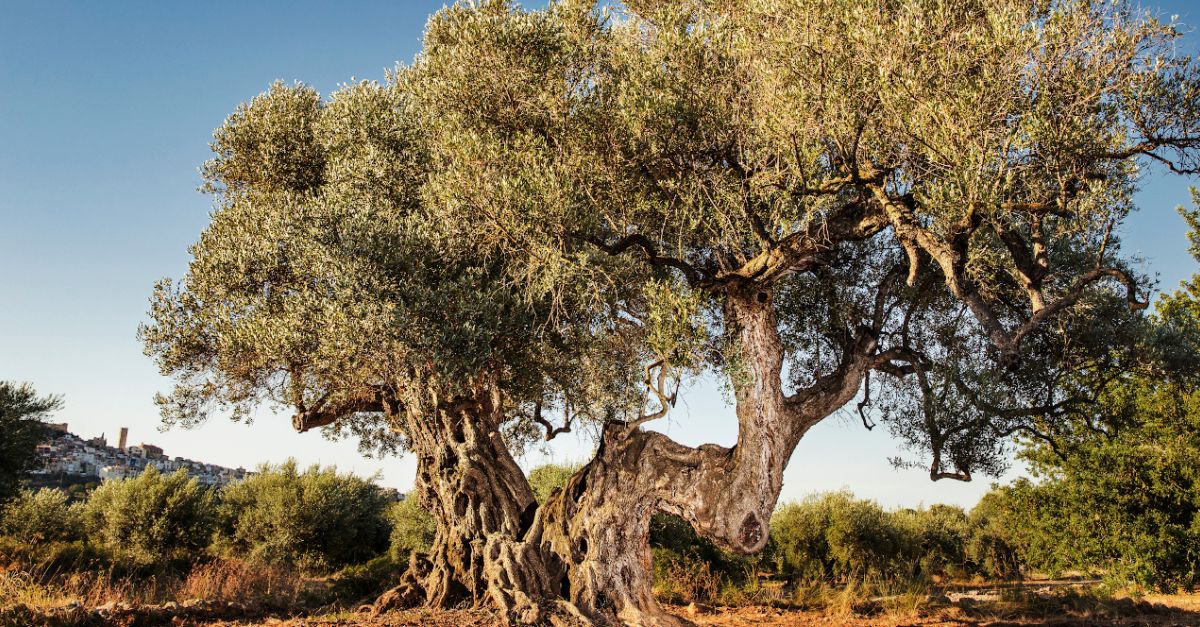 Una olivera de Cervera del Maestre distingida amb el Premi a la Millor Olivera Monumental d’Espanya 2024 | EbreActiu.cat, revista digital d’oci actiu | Terres de l’Ebre ...