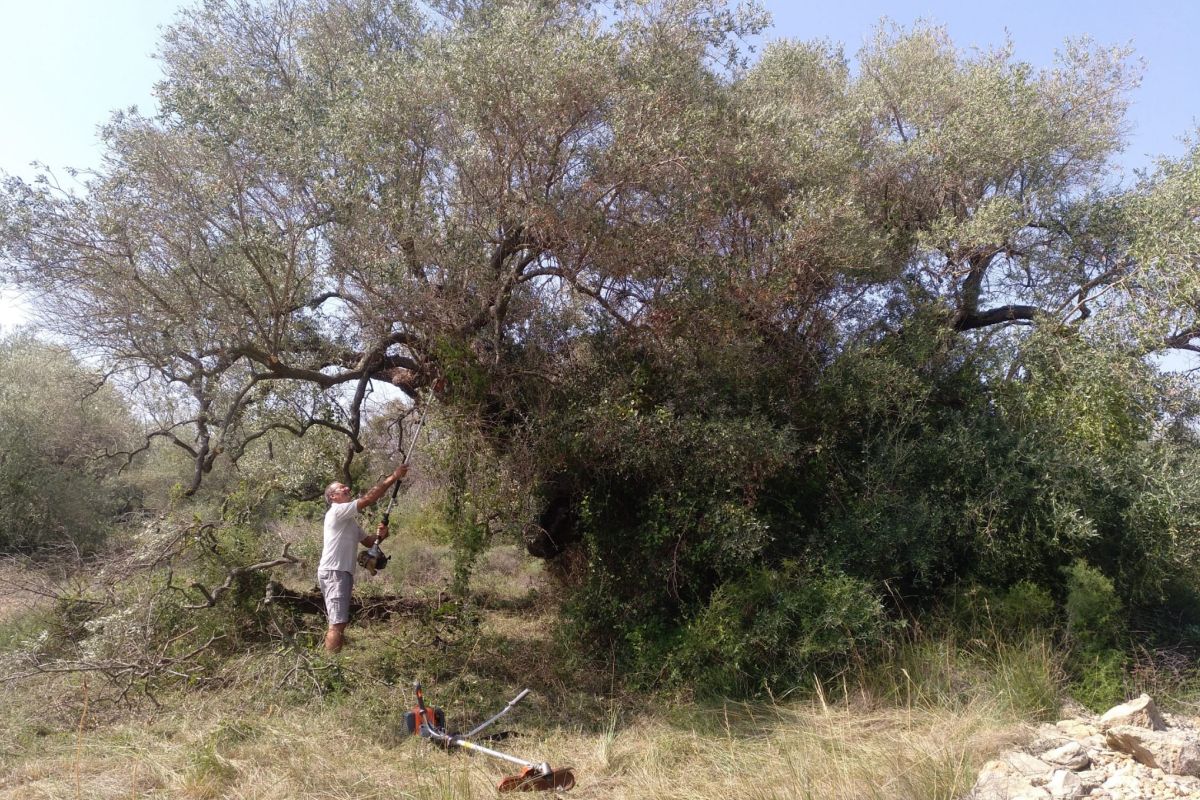 Una olivera de Cervera del Maestre distingida amb el Premi a la Millor Olivera Monumental d’Espanya 2024 | EbreActiu.cat, revista digital d’oci actiu | Terres de l’Ebre ...