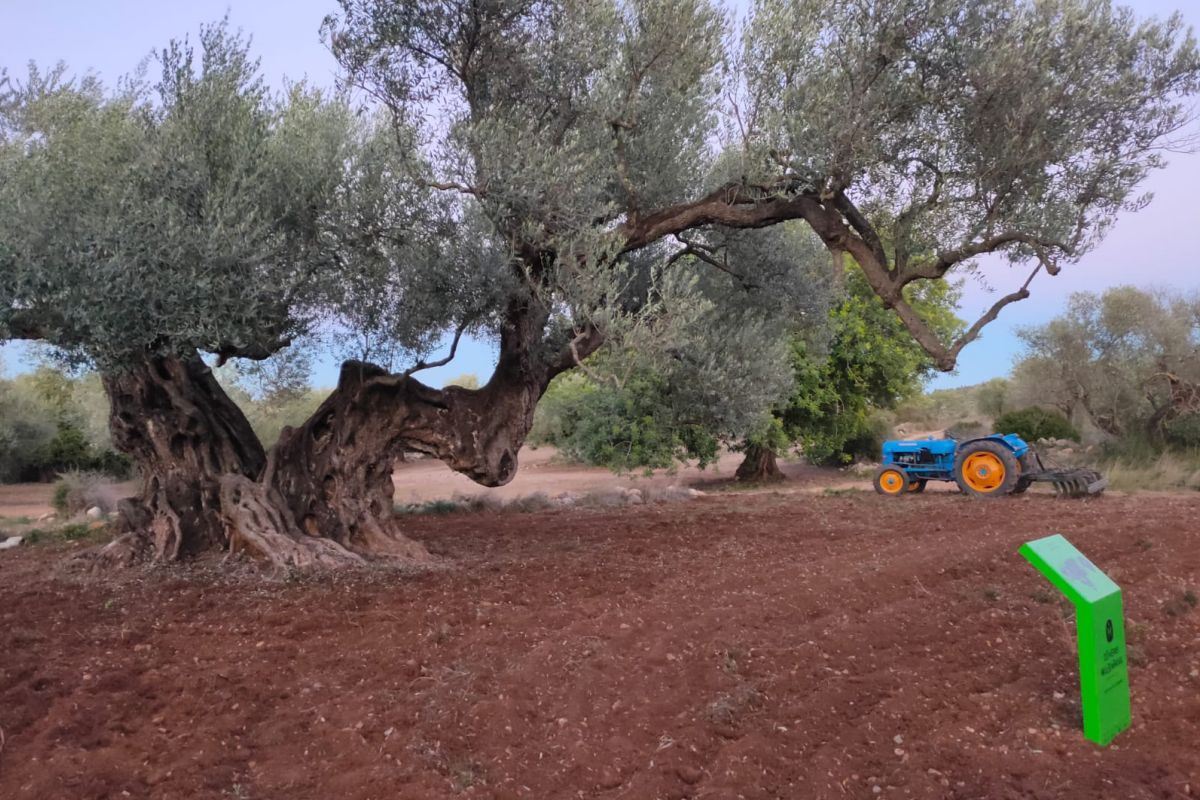 Una olivera de Cervera del Maestre distingida amb el Premi a la Millor Olivera Monumental d’Espanya 2024 | EbreActiu.cat, revista digital d’oci actiu | Terres de l’Ebre ...