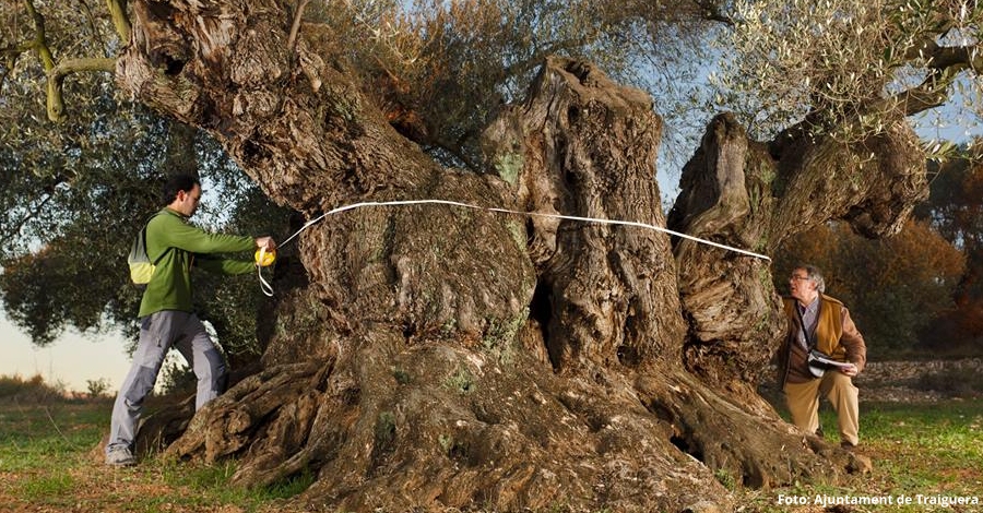 L’olivera de Sinfo de Traiguera, premiada com la Millor Olivera Monumental d’Espanya | EbreActiu.cat, revista digital d’oci actiu | Terres de l’Ebre ...