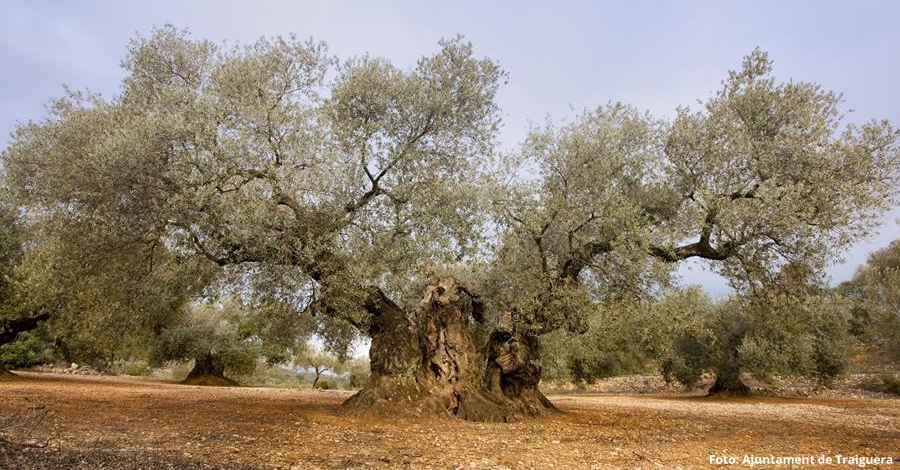 La exposicin Oliveres millenries Territori Snia, a Reus | EbreActiu.cat, revista digital de ocio activo | Terres de l’Ebre...