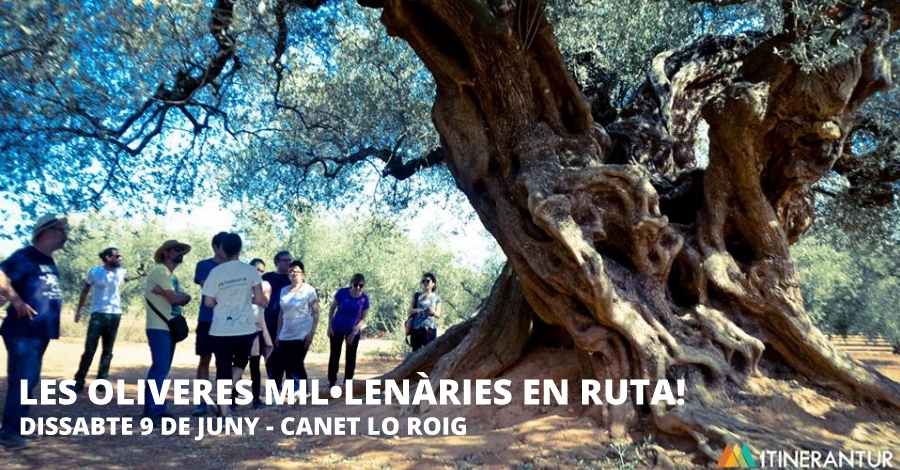 Les oliveres millenries en ruta