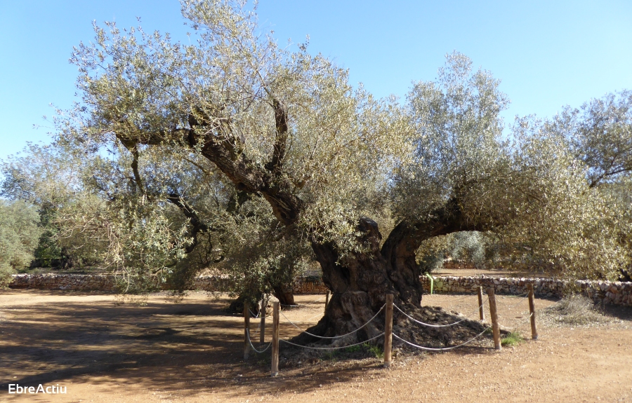 Ulldecona, un passeig la histria | EbreActiu.cat, revista digital d’oci actiu | Terres de l’Ebre ...