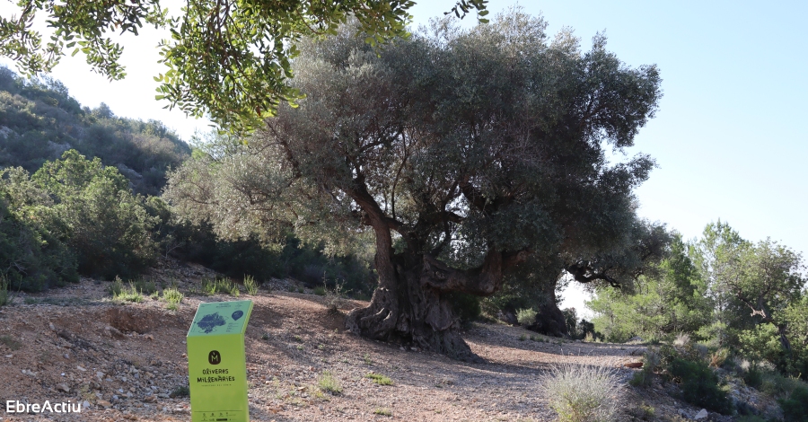 Este fin de semana vuelven las visitas el poblado bero de la Moleta del Remei de Alcanar | EbreActiu.cat, revista digital de ocio activo | Terres de l’Ebre...