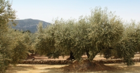 Montsi: Aceite de oliva Km 0