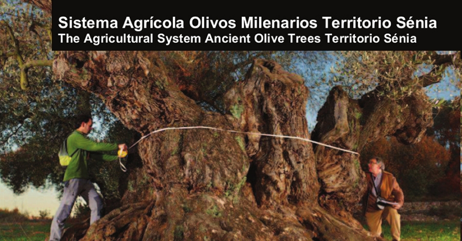 Les oliveres millenries del territori Snia, candidates a SIPAM de la FAO | EbreActiu.cat, revista digital d’oci actiu | Terres de l’Ebre ...