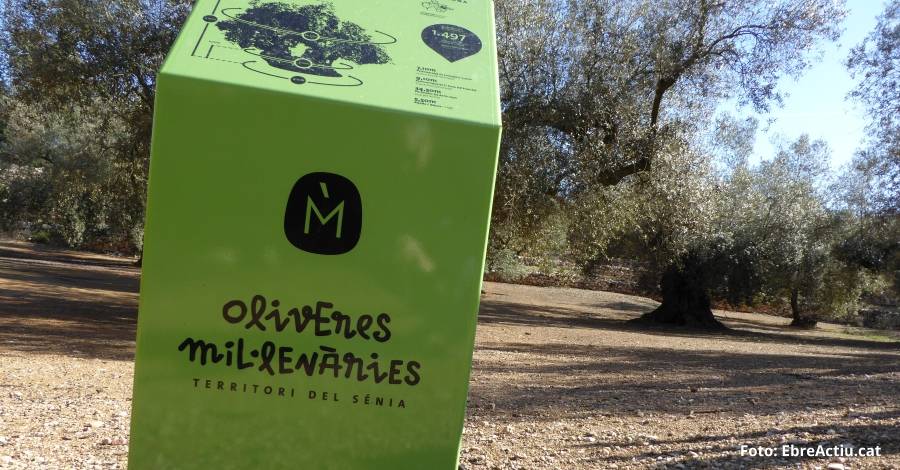 Les oliveres millenries de les Terres del Snia, declarades Patrimoni Agrcola Mundial per la FAO | EbreActiu.cat, revista digital d’oci actiu | Terres de l’Ebre ...