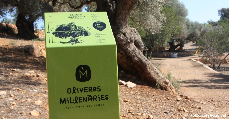 La FAO declara Patrimoni Agrcola Mundial a les oliveres millenries del territori Snia | EbreActiu.cat, revista digital d’oci actiu | Terres de l’Ebre ...