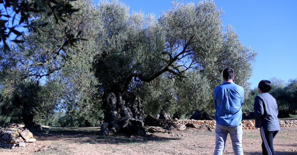 Pagesos i entitats alerten que la manca d’ajuts del Govern posa en perill la protecci de les oliveres millenries | EbreActiu.cat, revista digital d’oci actiu | Terres de l’Ebre ...