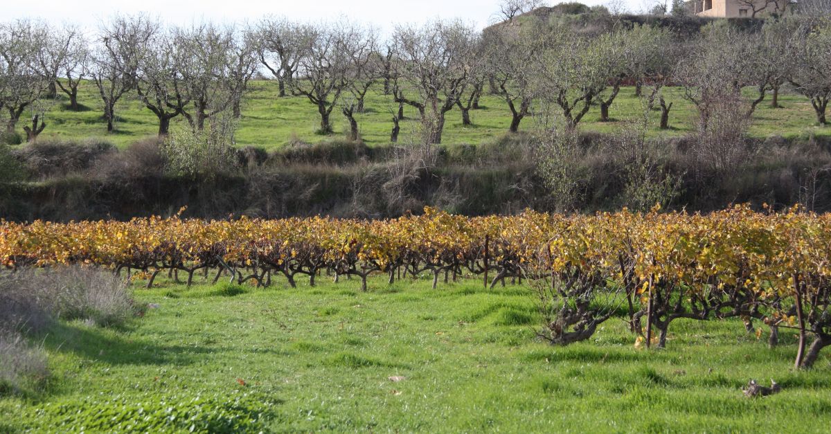 El paisatge botnic a l’entorn de les vinyes influencia les aromes dels vins que s’hi elaboren | EbreActiu.cat, revista digital d’oci actiu | Terres de l’Ebre ...