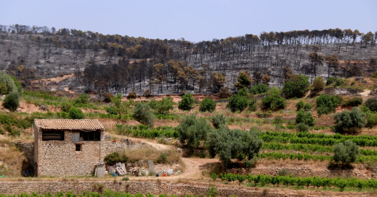 El paisatge cremat desprs de l’incendi de Corbera d’Ebre deixa una sensaci de devastaci entre els vens | EbreActiu.cat, revista digital d’oci actiu | Terres de l’Ebre ...