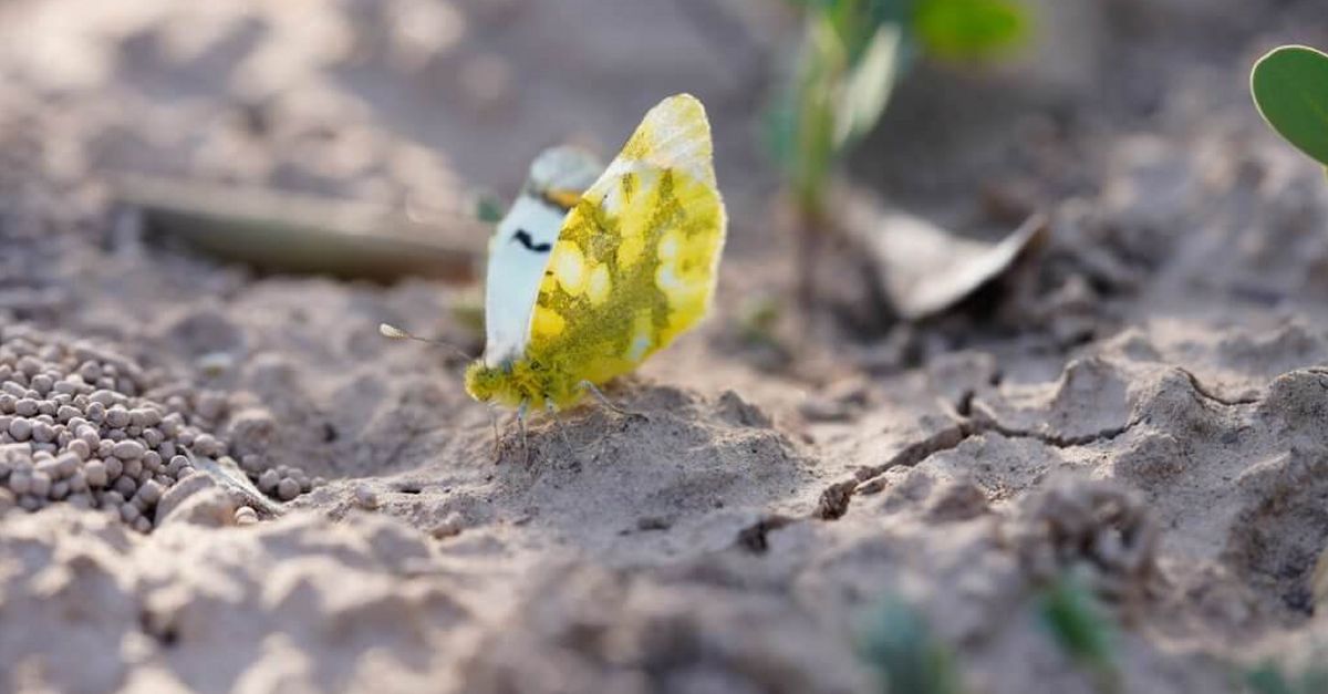 La recaptaci de la Festa i la Cursa de les Cigonyes es destinar a protegir l’aurora dels guarets | EbreActiu.cat, revista digital d’oci actiu | Terres de l’Ebre ...