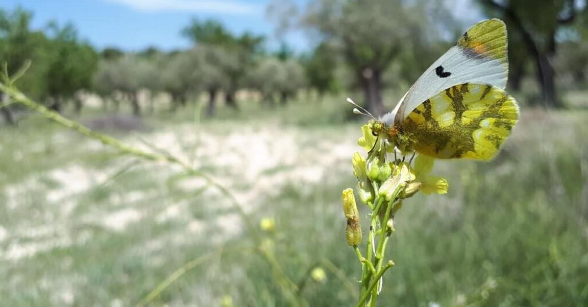 Custdia del territori per protegir l’aurora dels guarets, una papallona en perill d’extinci | EbreActiu.cat, revista digital d’oci actiu | Terres de l’Ebre ...