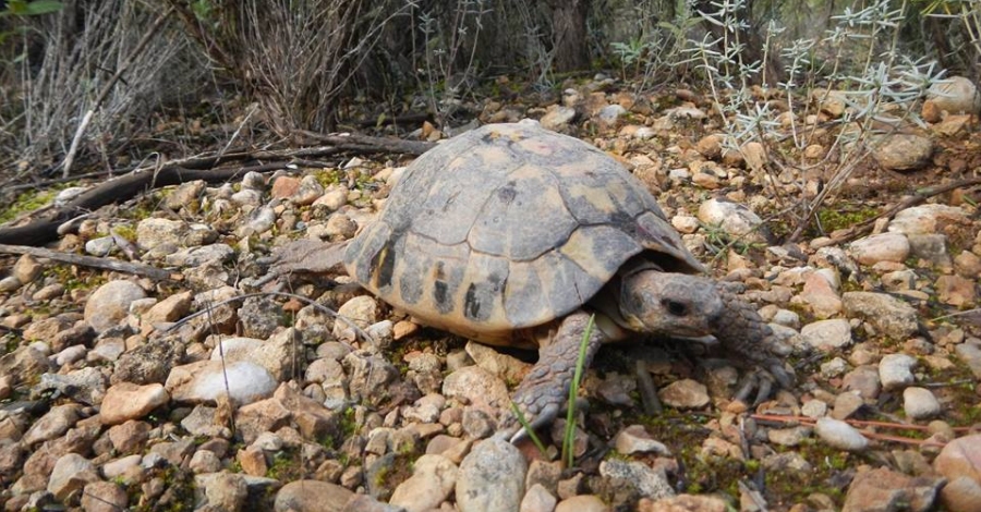 El Parc Natural de Montsant reintrodueix ms d’un centenar de tortugues mediterrnies | EbreActiu.cat, revista digital d’oci actiu | Terres de l’Ebre ...