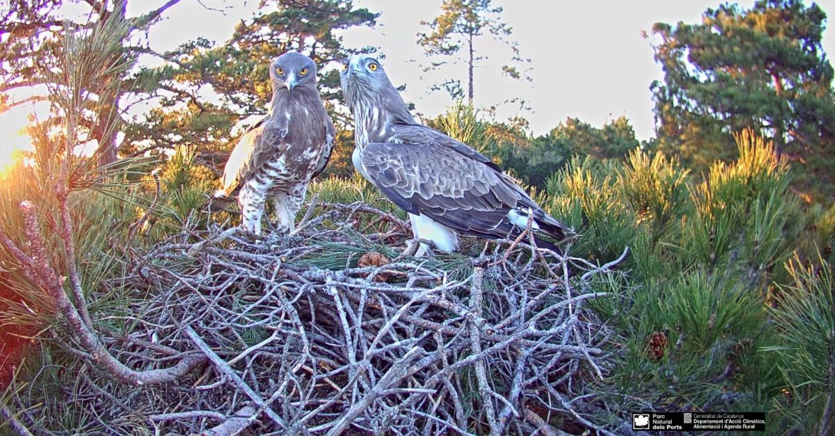 El Parc Natural dels Ports inicia el seguiment en directe d’un niu d’guila marcenca | EbreActiu.cat, revista digital d’oci actiu | Terres de l’Ebre ...