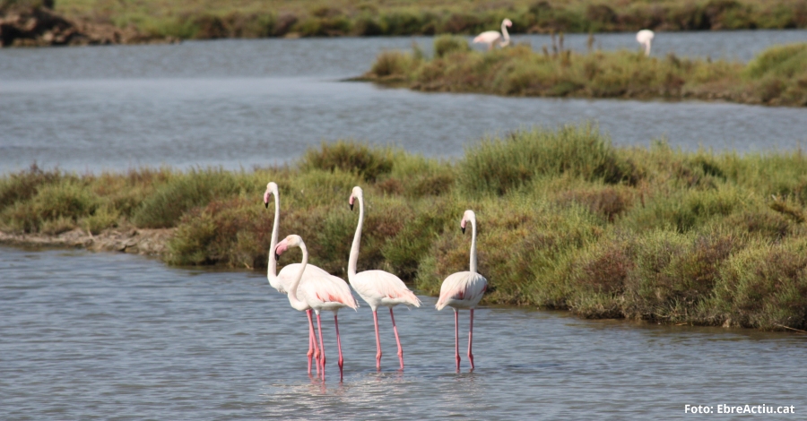 2.176 parelles de flamenc es reprodueixen enguany al Parc Natural del Delta de l’Ebre | EbreActiu.cat, revista digital d’oci actiu | Terres de l’Ebre ...