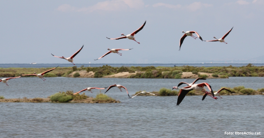 2.176 parelles de flamenc es reprodueixen enguany al Parc Natural del Delta de l’Ebre | EbreActiu.cat, revista digital d’oci actiu | Terres de l’Ebre ...