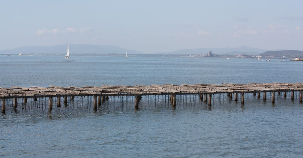 Els productors de musclos del delta de l’Ebre rebran ajuts per les prdues causades per la calor | EbreActiu.cat, revista digital d’oci actiu | Terres de l’Ebre ...