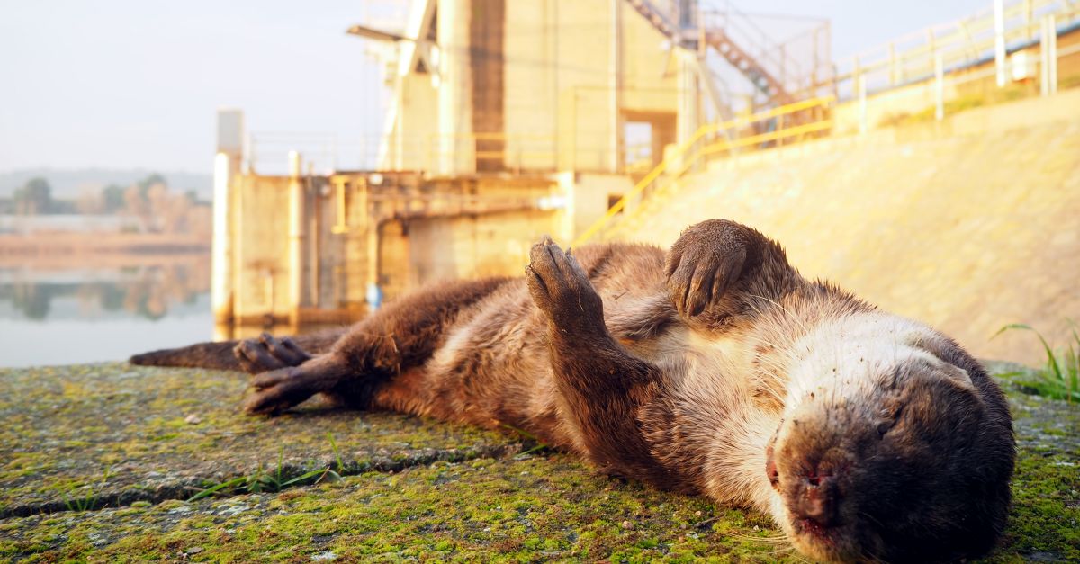 Construiran un pas de fauna per lldrigues a la C-12 a l’alada de la presa de Flix | EbreActiu.cat, revista digital d’oci actiu | Terres de l’Ebre ...