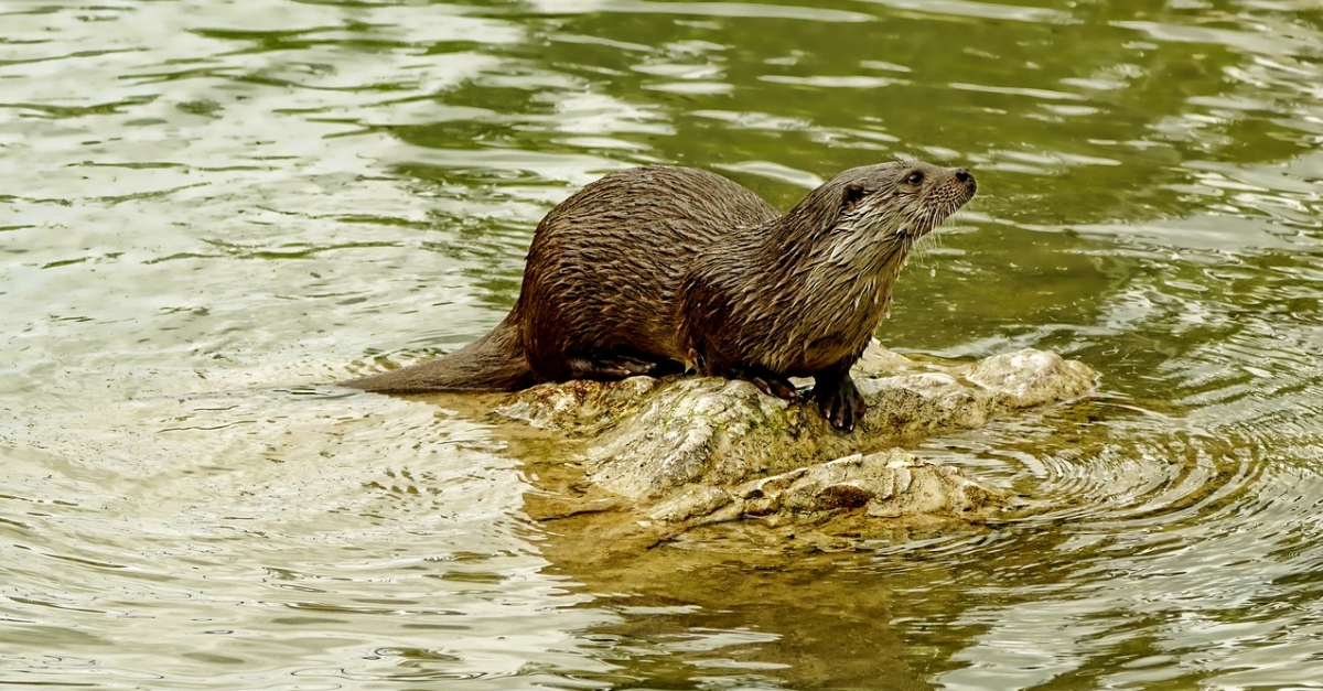 Proposen crear passos de fauna a l’Ebre i senyalitzar els trams de carretera on moren lldrigues atropellades | EbreActiu.cat, revista digital d’oci actiu | Terres de l’Ebre ...