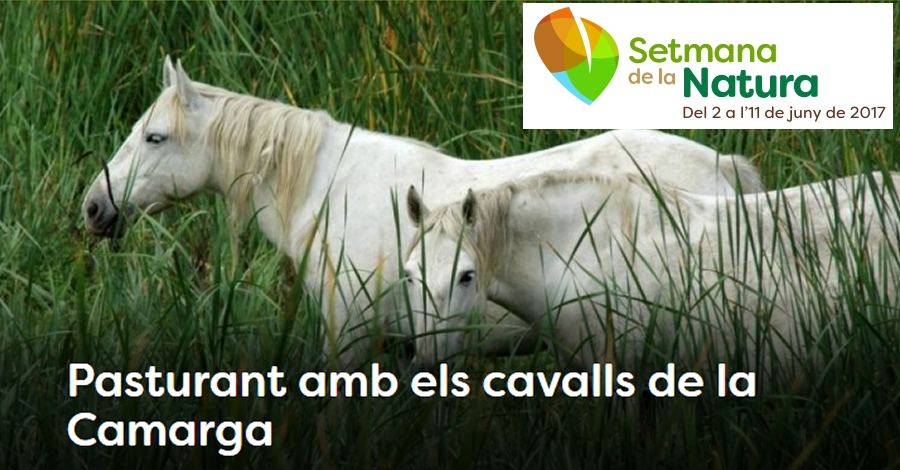 Pasturant amb els cavalls de la Camarga