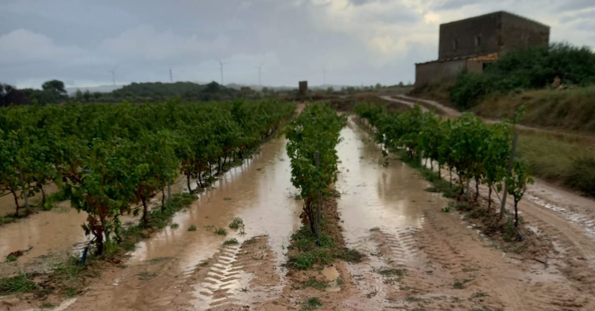 Un fort aiguat amb pedregada malmet espais municipals i ms de 2.000 hectrees de vinya a Batea | EbreActiu.cat, revista digital d’oci actiu | Terres de l’Ebre ...