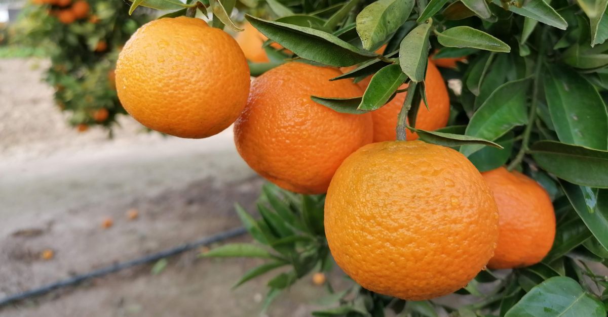 El gastrnom Pep Nogu visita la IGP Clementines de les Terres de l’Ebre per conixer aquests ctrics del territori | EbreActiu.cat, revista digital d’oci actiu | Terres de l’Ebre ...