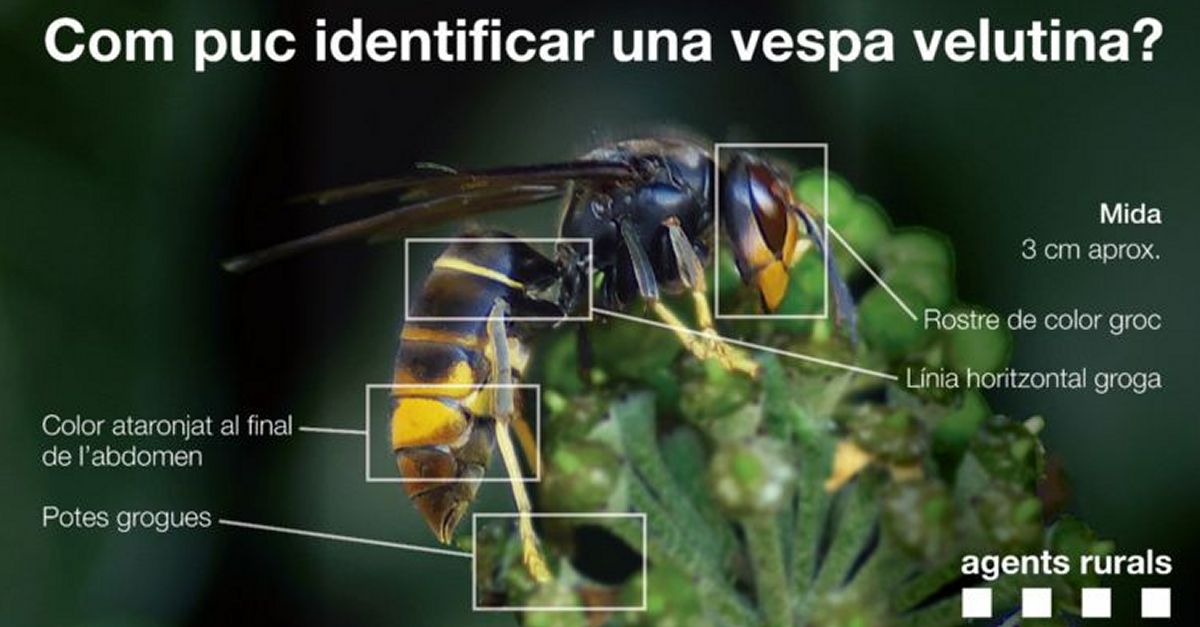 Les prdues en la collita de mel de tardor per la vespa asiticas’estimen en 2,5 MEUR | EbreActiu.cat, revista digital d’oci actiu | Terres de l’Ebre ...