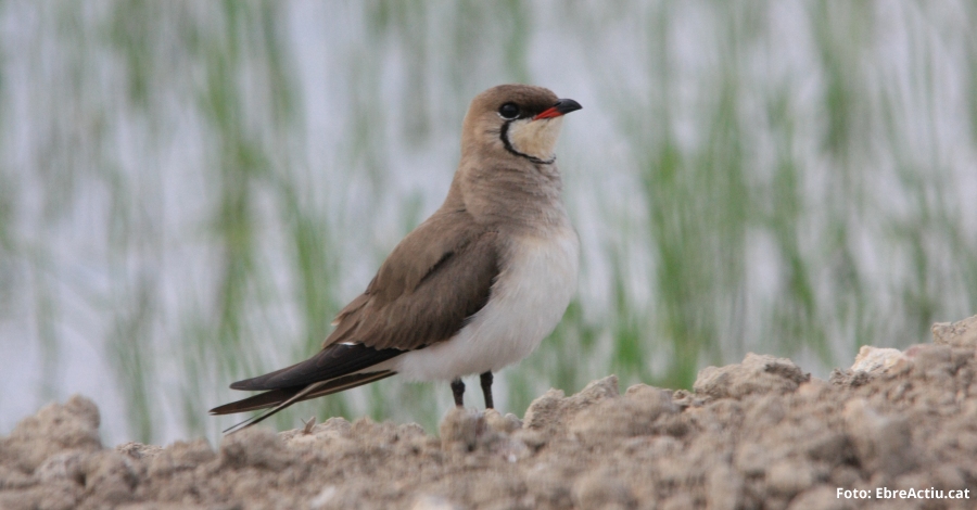 El Govern aprova l’Estratgia del patrimoni natural i la biodiversitat de Catalunya | EbreActiu.cat, revista digital d’oci actiu | Terres de l’Ebre ...