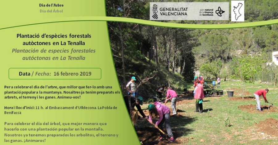 Plantaci despcies forestals autctones en la Tenalla