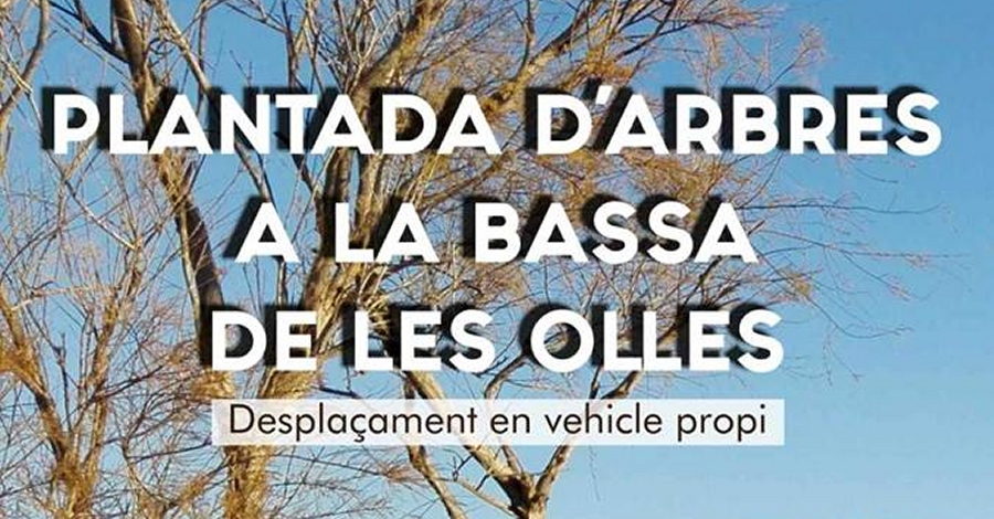 Plantada d’arbres a la Bassa de les Olles