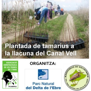 Plantada de tamarius a la llacuna del Canal Vell