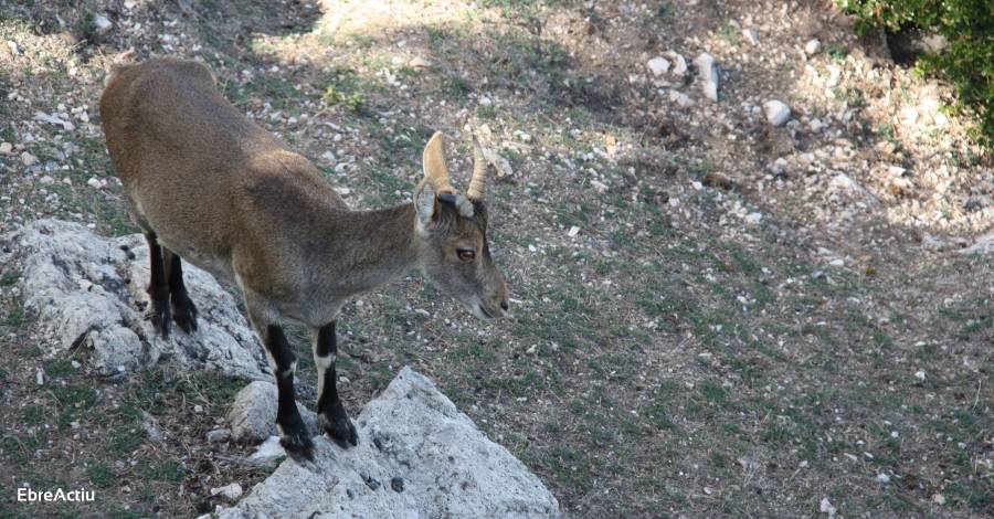 El Parc Natural de Montsant acull una jornada tcnica al voltant de la cabra salvatge | EbreActiu.cat, revista digital d’oci actiu | Terres de l’Ebre ...