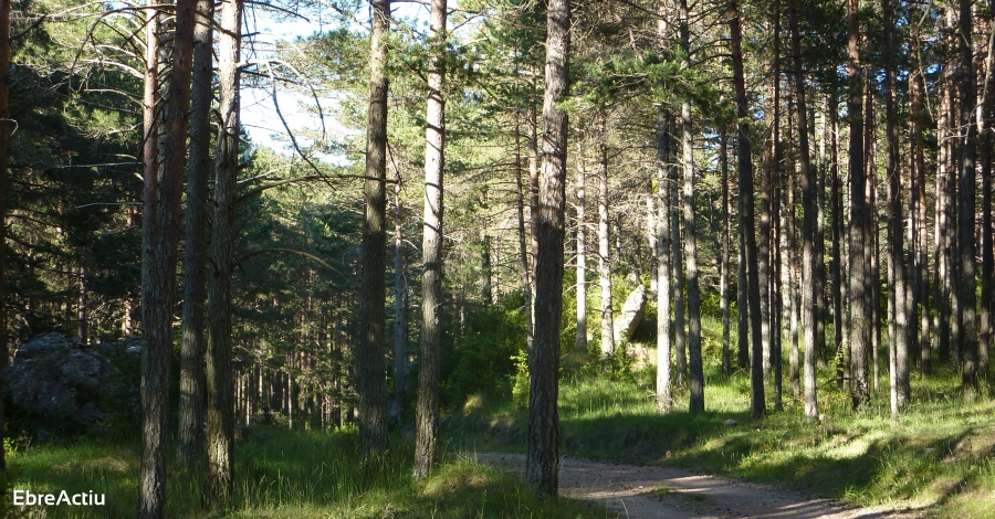 El Parc Natural dels Ports, un dels quatre espais naturals escollits per a l’estudi del model forestal en boscos madurs | EbreActiu.cat, revista digital d’oci actiu | Terres de l’Ebre ...