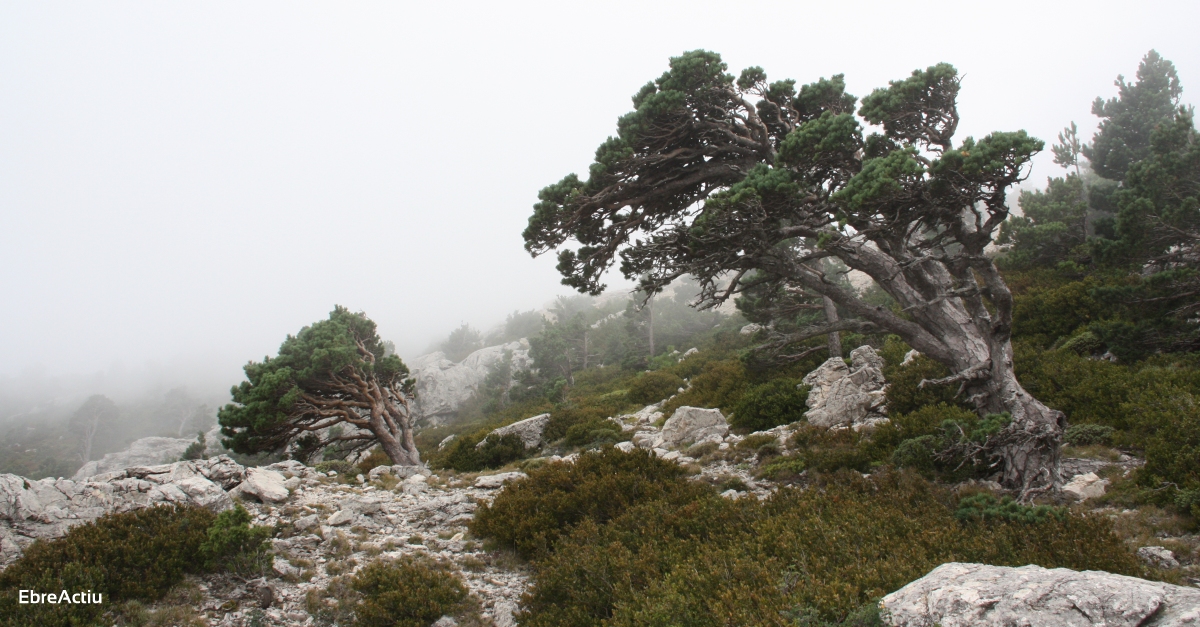 El Parc Natural dels Ports inicia el procs per a l’obtenci de la Carta Europea de Turisme Sostenible | EbreActiu.cat, revista digital d’oci actiu | Terres de l’Ebre ...