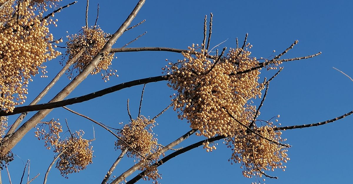 Els aerobilegs alerten que les polinitzacions arribaran ms tard aquesta primavera, per amb ms fora | EbreActiu.cat, revista digital d’oci actiu | Terres de l’Ebre ...