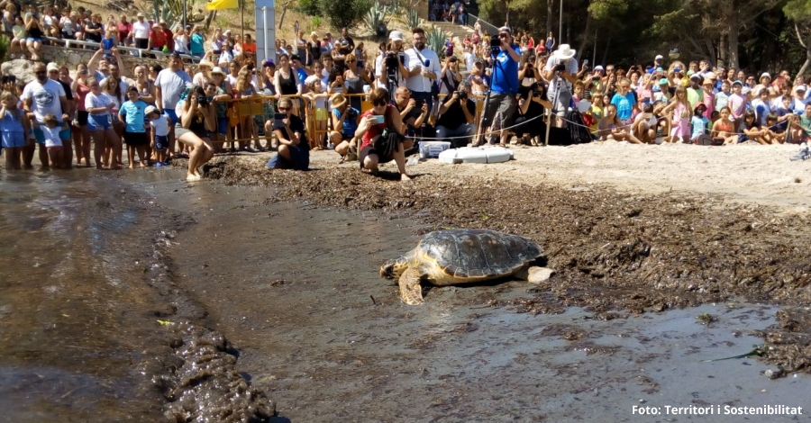 Alliberades a l’Ametlla de Mar cinc tortugues marines recuperades | EbreActiu.cat, revista digital d’oci actiu | Terres de l’Ebre ...