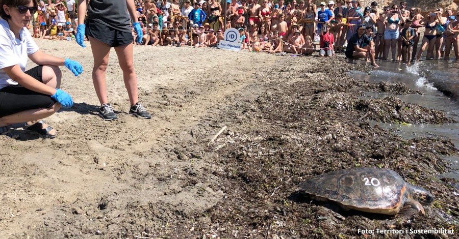 Alliberades a l’Ametlla de Mar cinc tortugues marines recuperades | EbreActiu.cat, revista digital d’oci actiu | Terres de l’Ebre ...