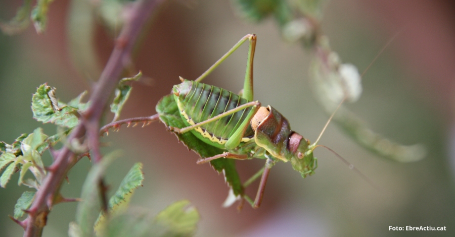 Tanca la Setmana de la Natura amb un any ms de rcord | EbreActiu.cat, revista digital d’oci actiu | Terres de l’Ebre ...