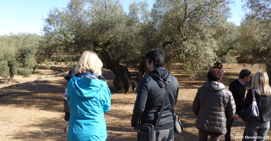 El potencial de l’oleoturisme a la Terra Alta | EbreActiu.cat, revista digital d’oci actiu | Terres de l’Ebre ...