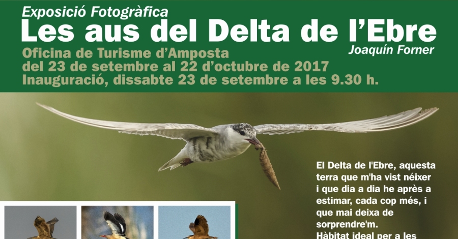 Exposici fotogrfica Les aus del Delta de lEbre, de Joaqun Forner